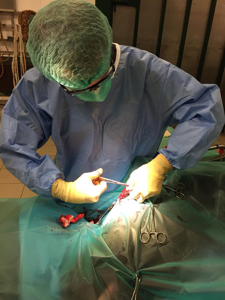Clinique Equine de Sers - Chirurgie générale